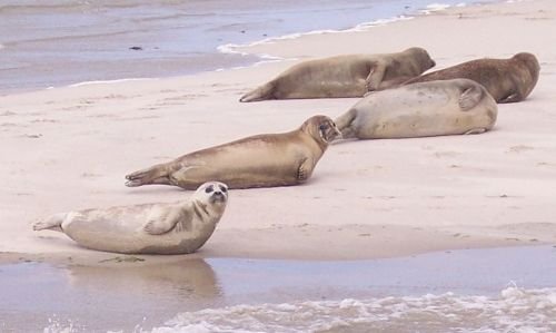 Seals on island Terschelling